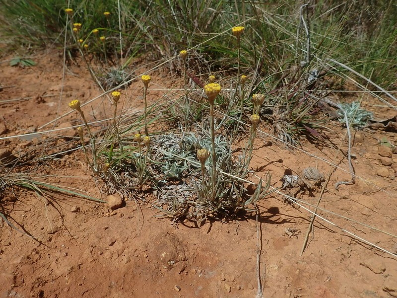 Helichrysum truncatum photo 6