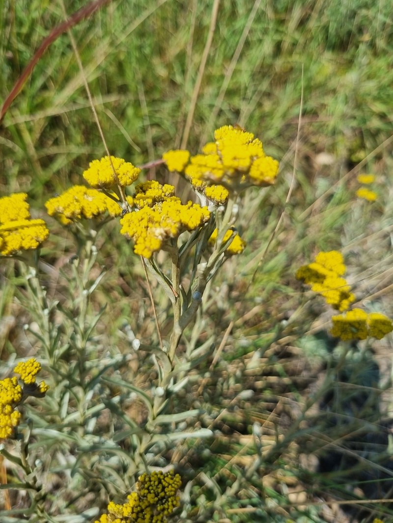 Helichrysum truncatum photo 7