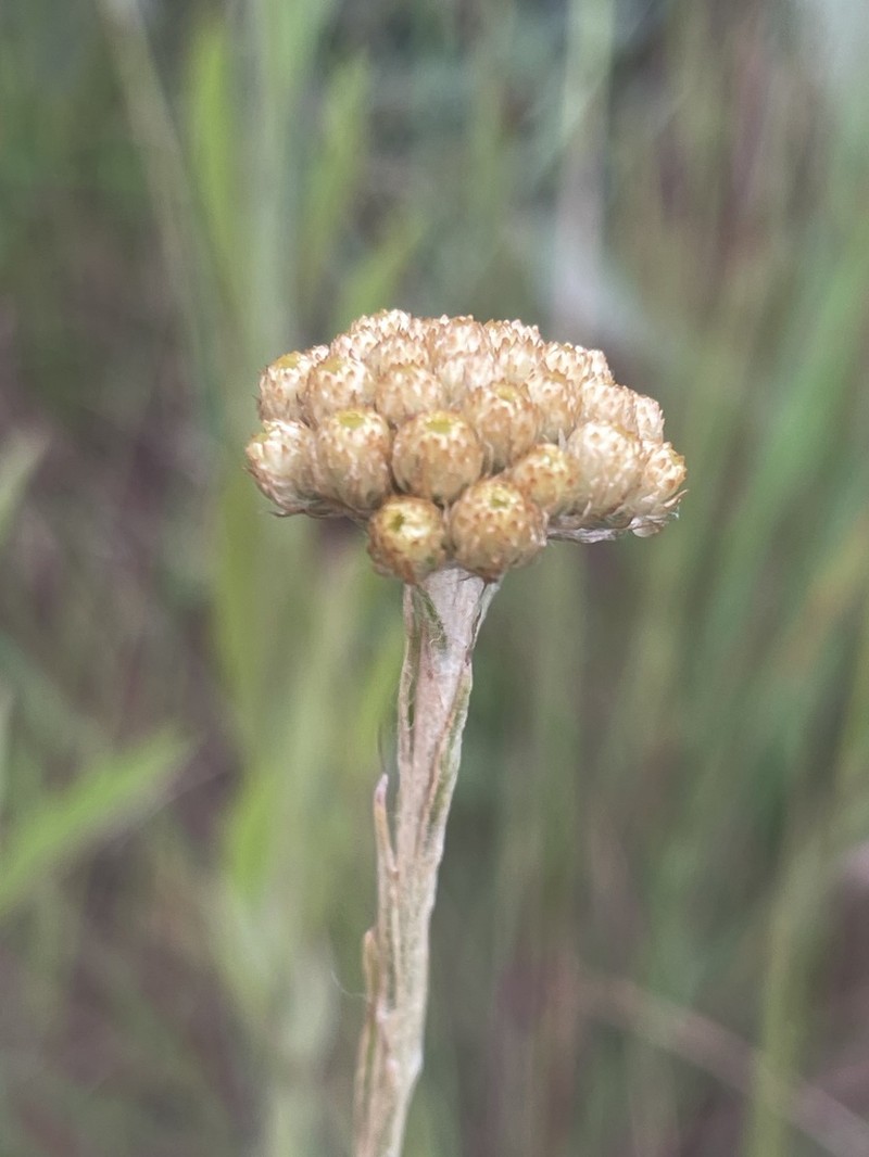 Helichrysum truncatum photo 8
