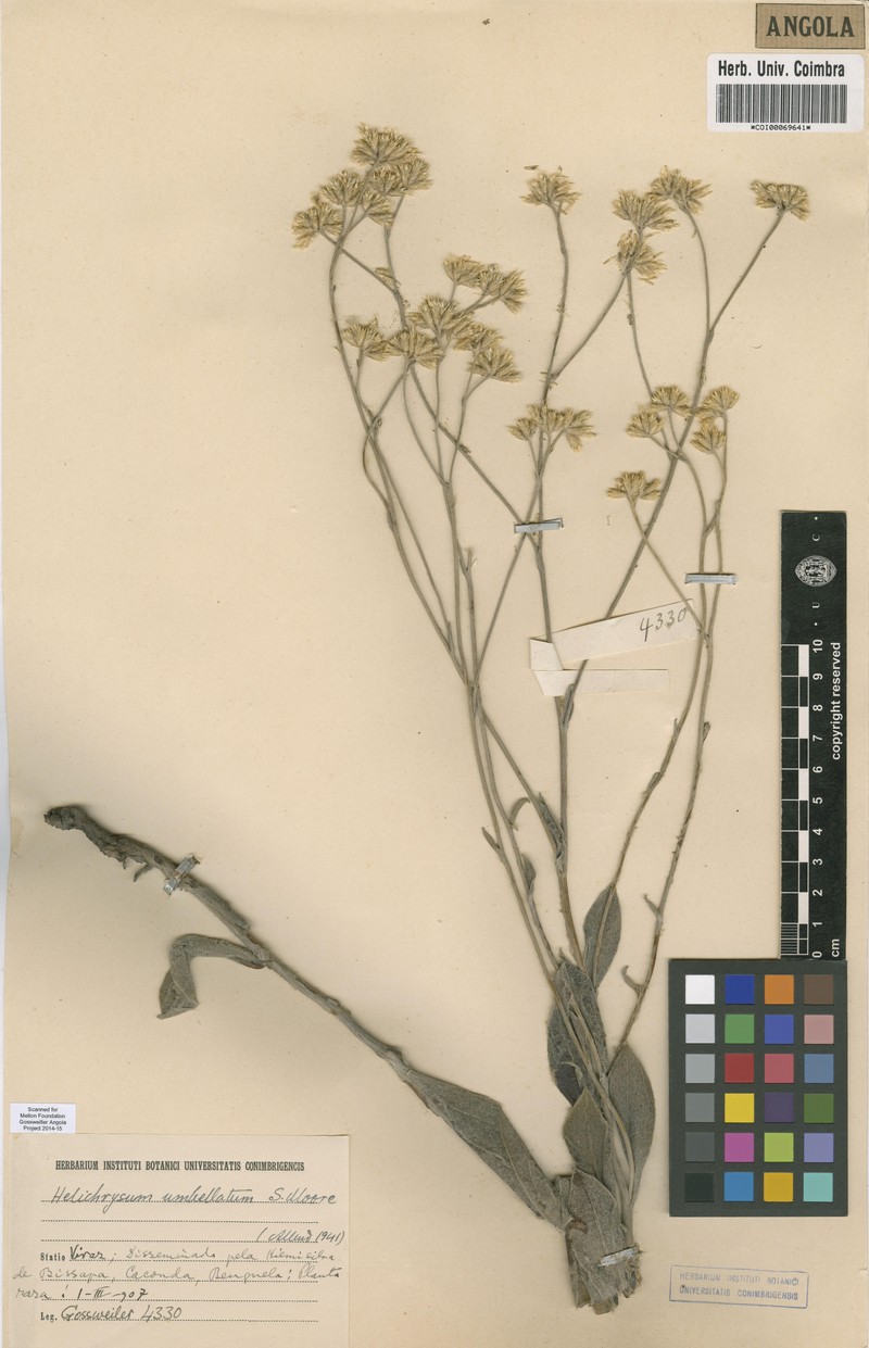 Helichrysum umbellulatum