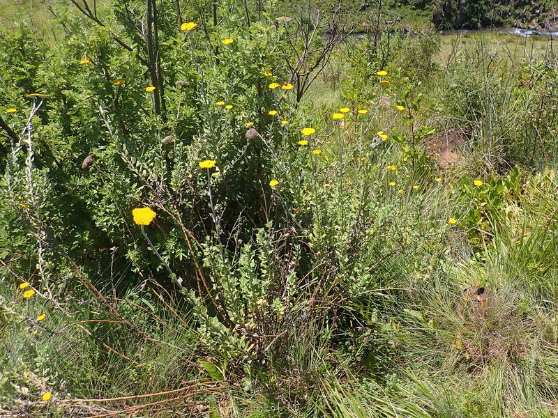 Helichrysum umbraculigerum