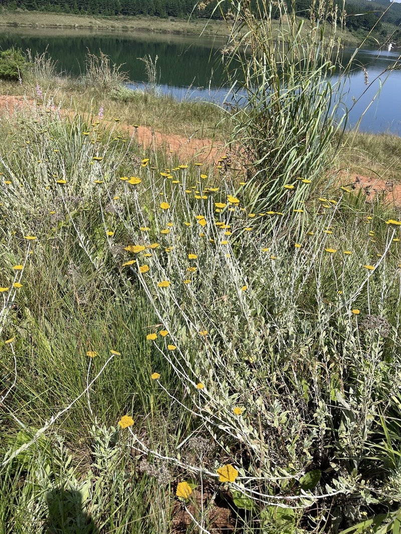 Helichrysum umbraculigerum photo 2