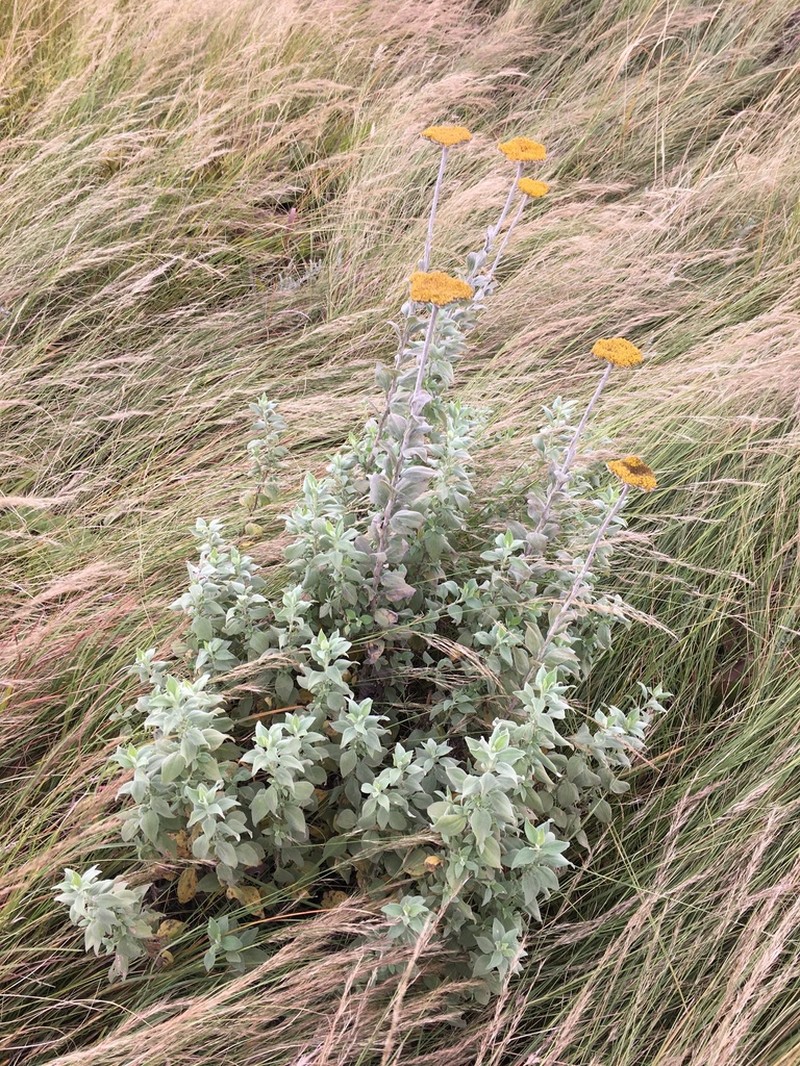 Helichrysum umbraculigerum photo 3
