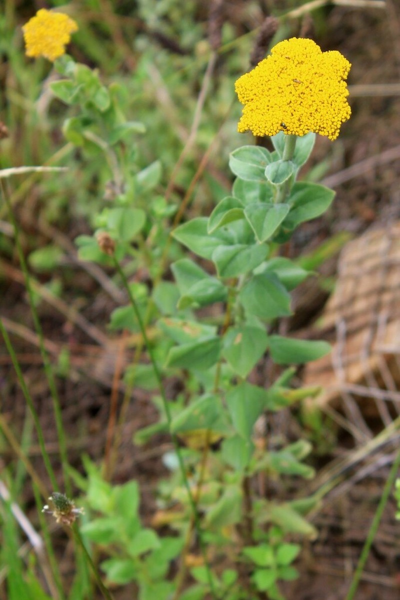 Helichrysum umbraculigerum photo 4