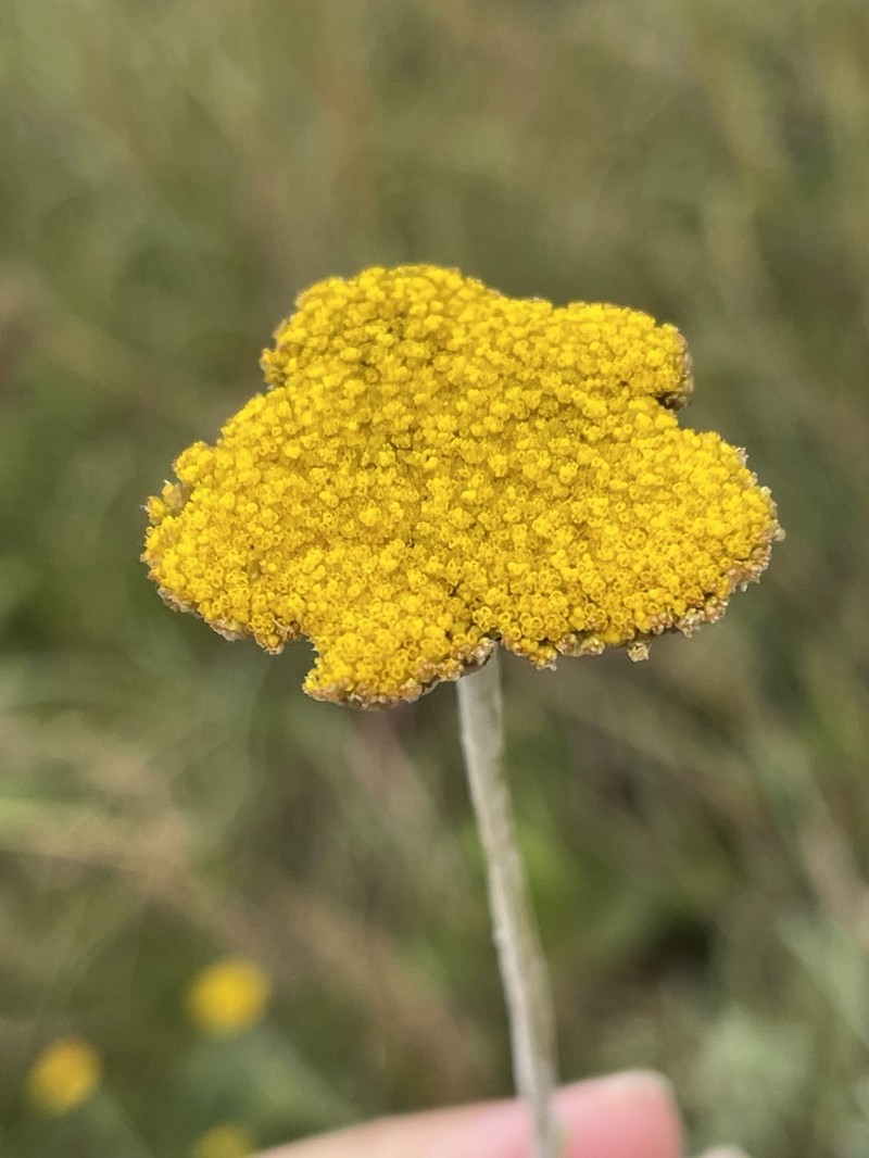 Helichrysum umbraculigerum photo 5