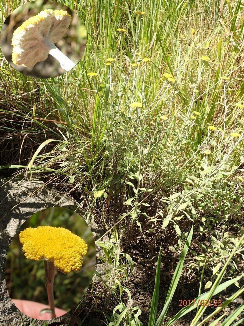 Helichrysum umbraculigerum photo 6