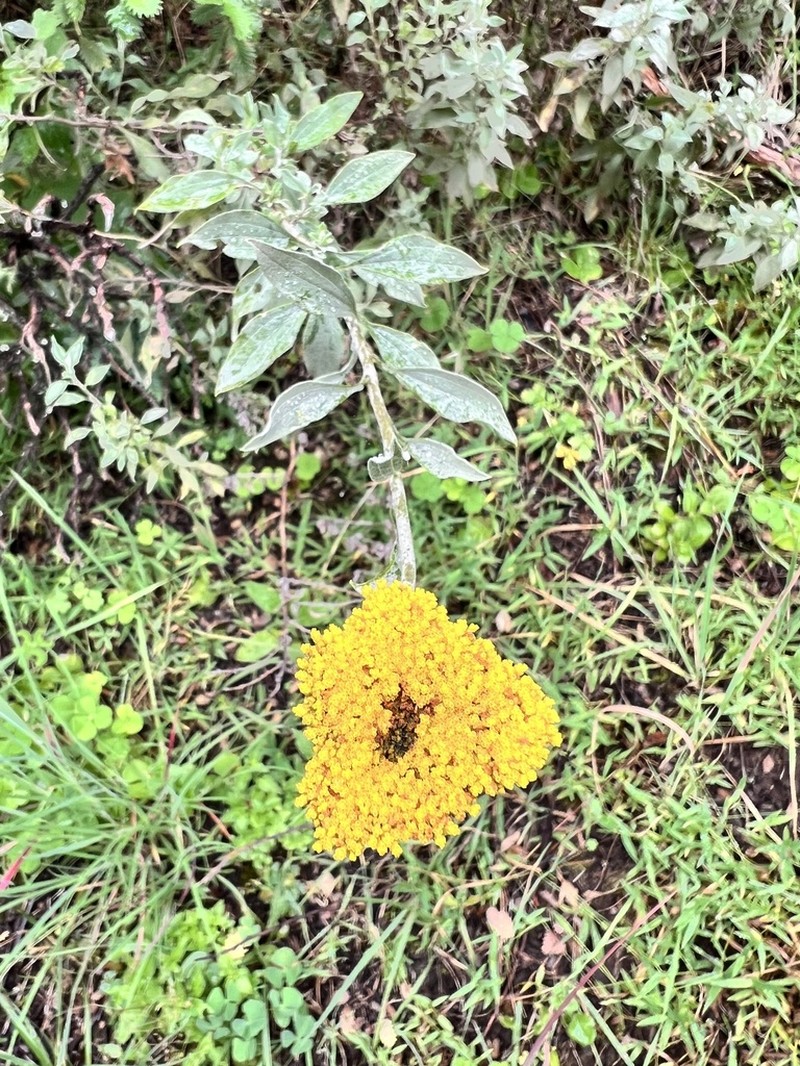 Helichrysum umbraculigerum photo 7