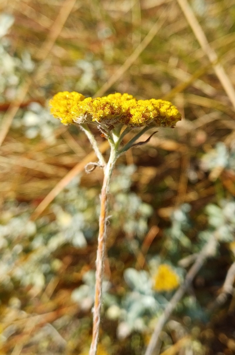 Helichrysum umbraculigerum photo 8