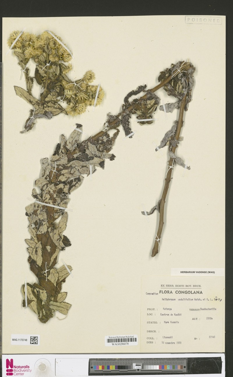 Helichrysum undulifolium photo 2