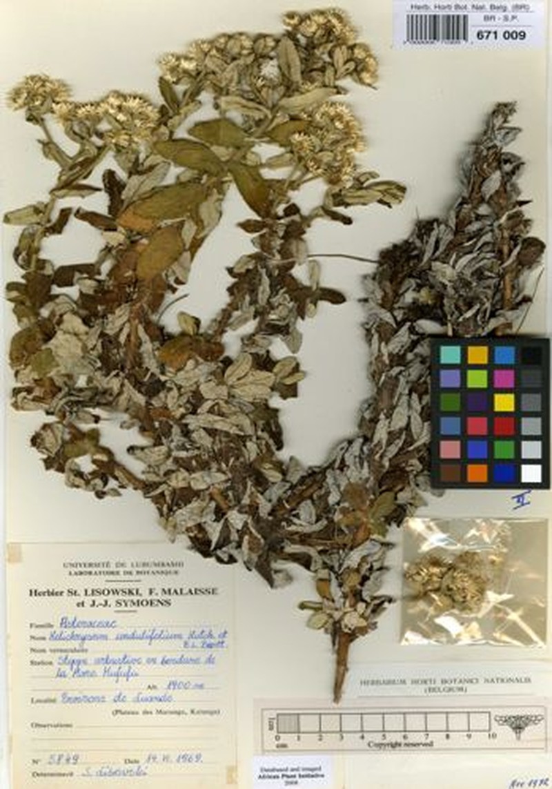 Helichrysum undulifolium photo 3