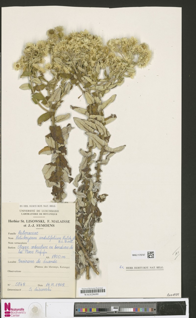 Helichrysum undulifolium photo 4
