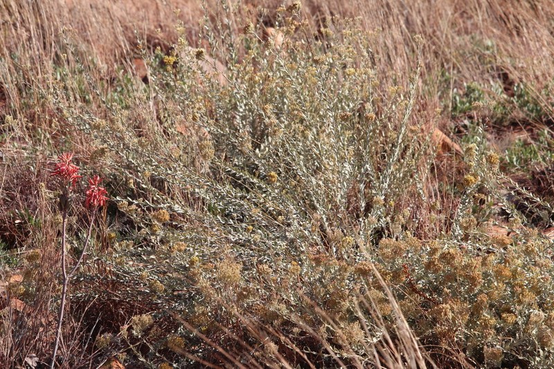Helichrysum uninervium