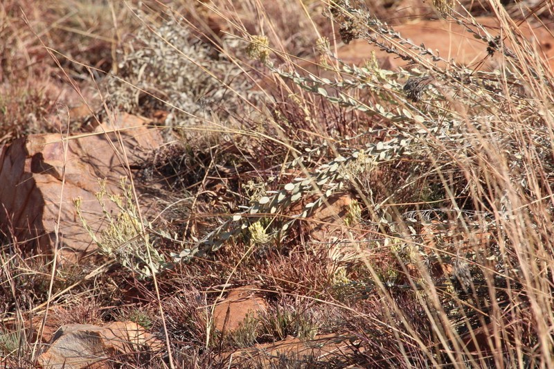 Helichrysum uninervium photo 2