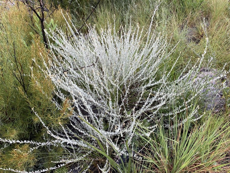 Helichrysum uninervium photo 3