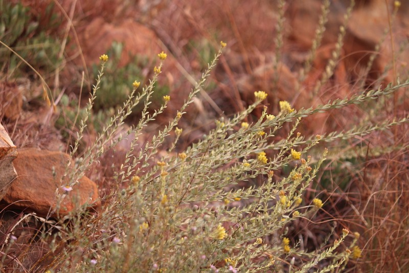 Helichrysum uninervium photo 4