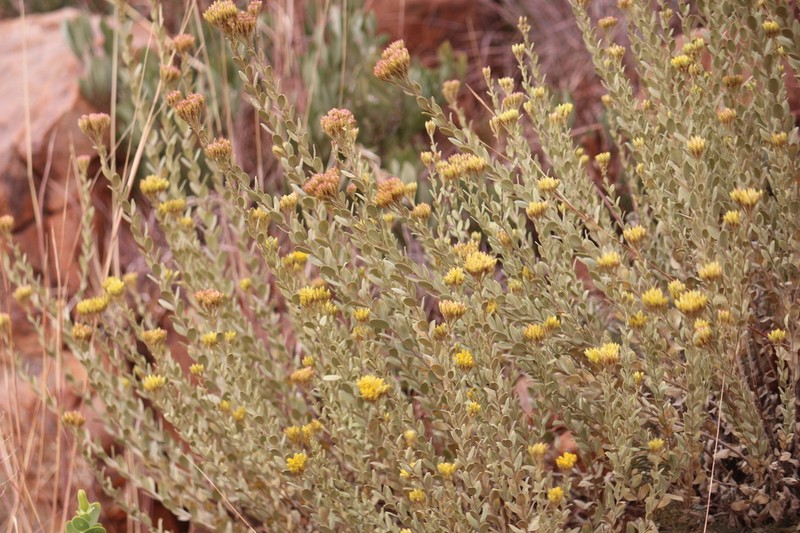 Helichrysum uninervium photo 5