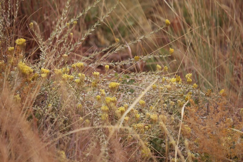 Helichrysum uninervium photo 6