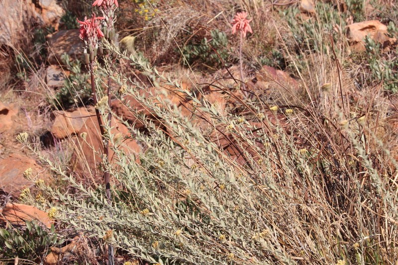 Helichrysum uninervium photo 7
