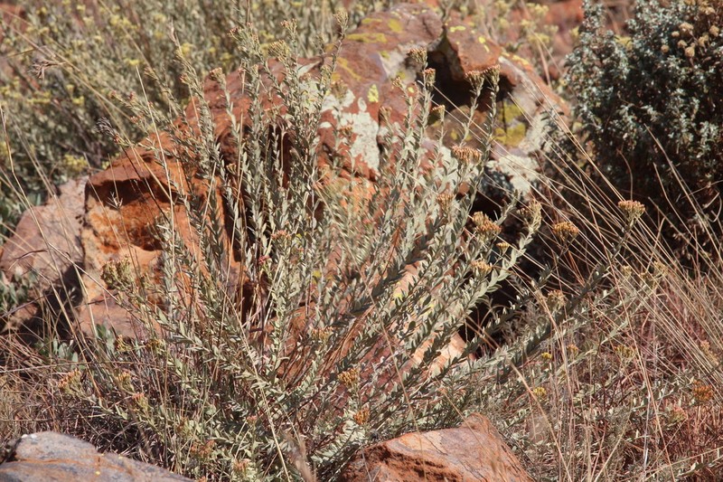 Helichrysum uninervium photo 8