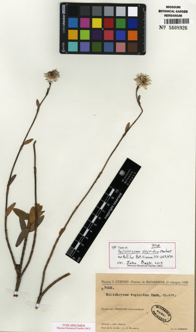 Helichrysum vaginatum photo 2