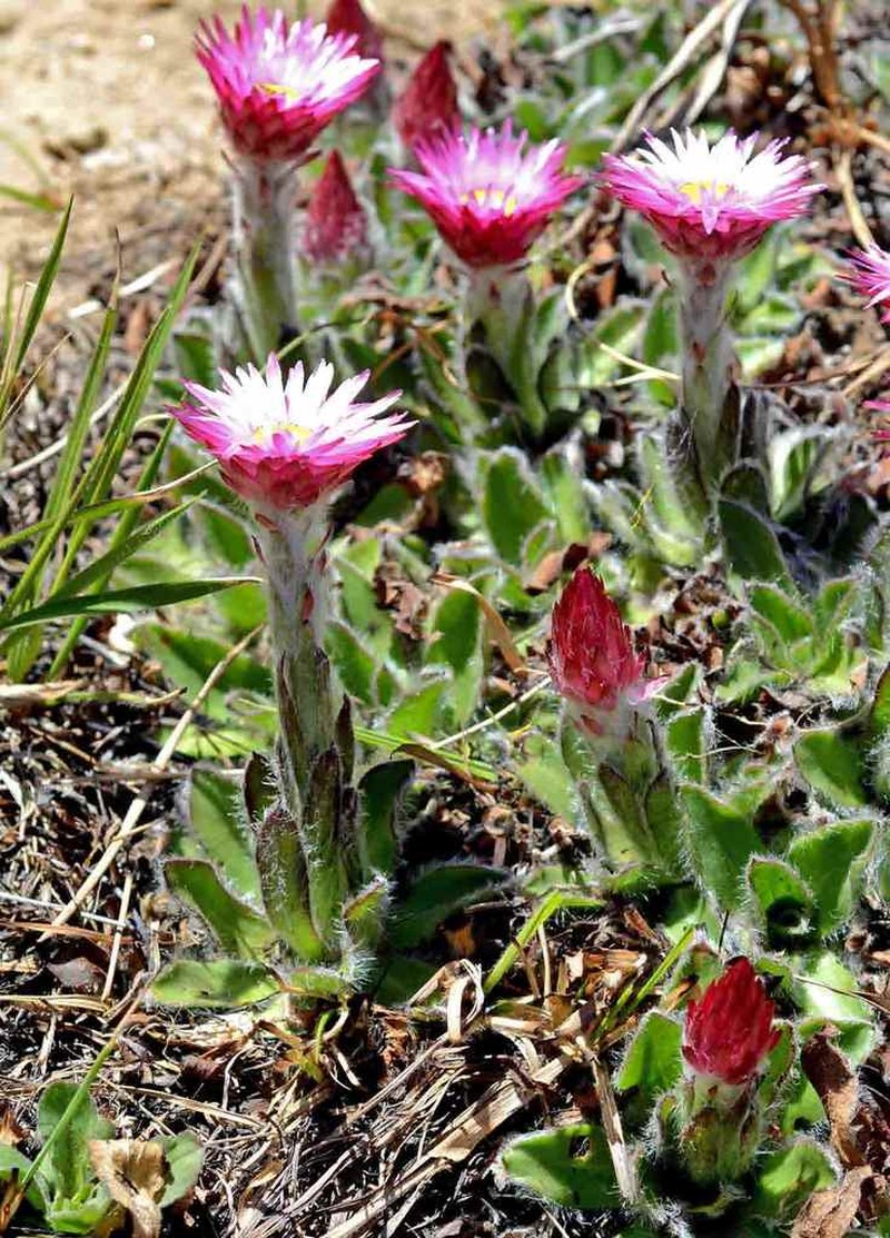 Helichrysum vernum