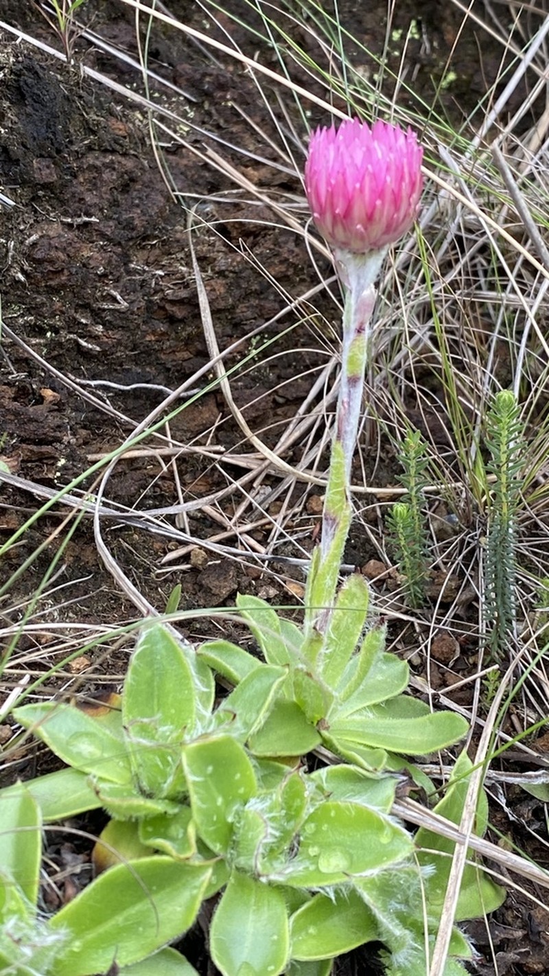 Helichrysum vernum photo 2