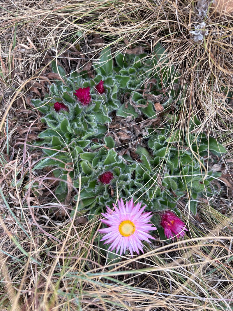 Helichrysum vernum photo 3