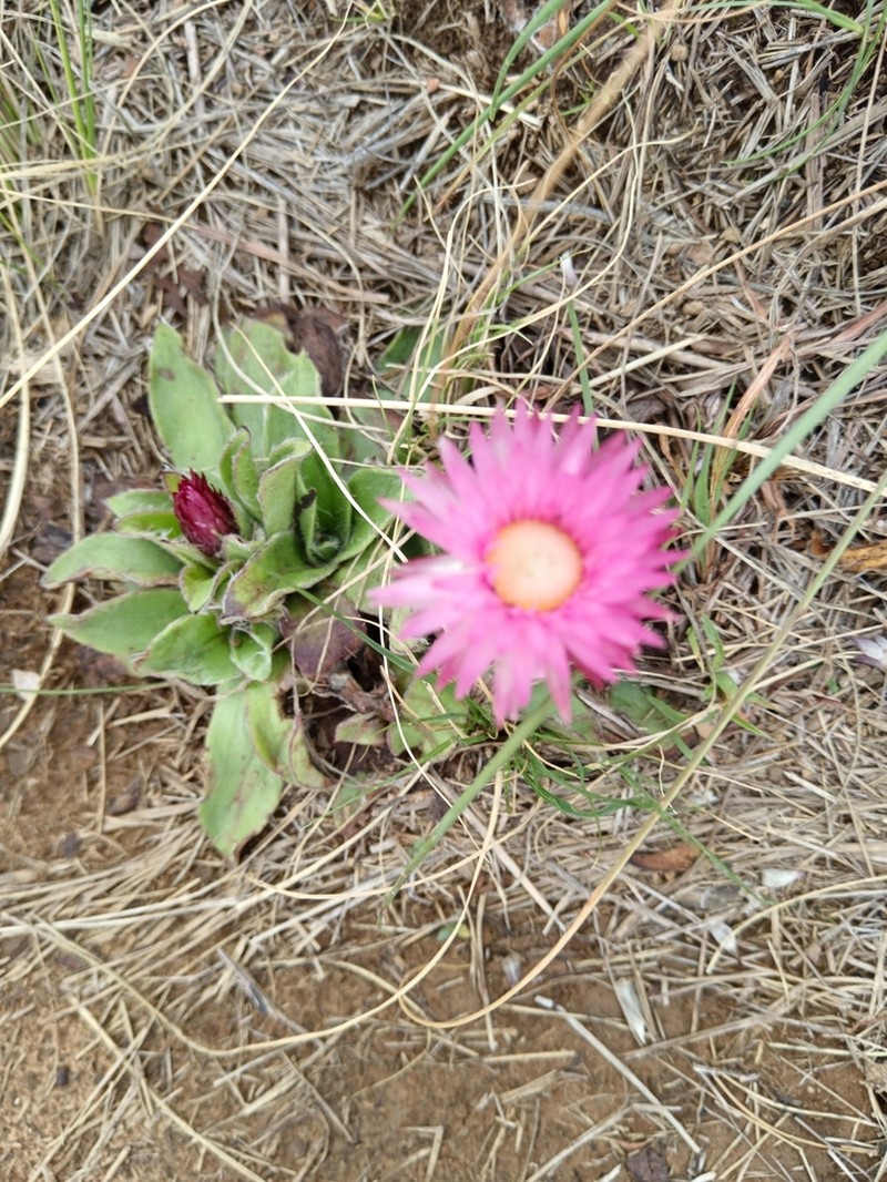 Helichrysum vernum photo 4