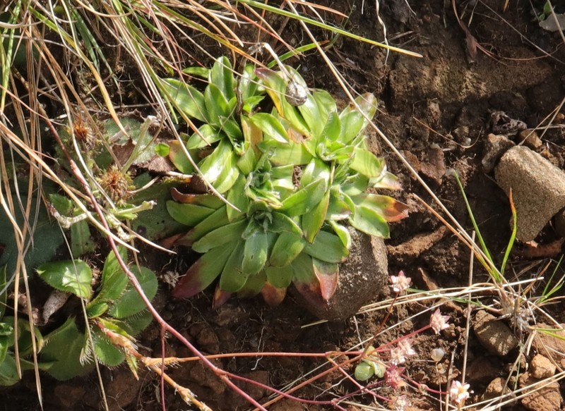 Helichrysum vernum photo 5
