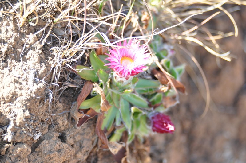 Helichrysum vernum photo 6