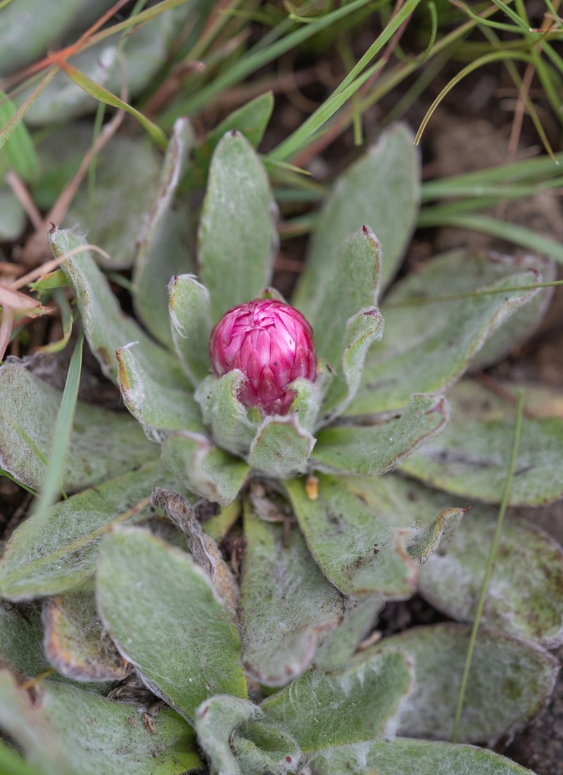 Helichrysum vernum photo 7
