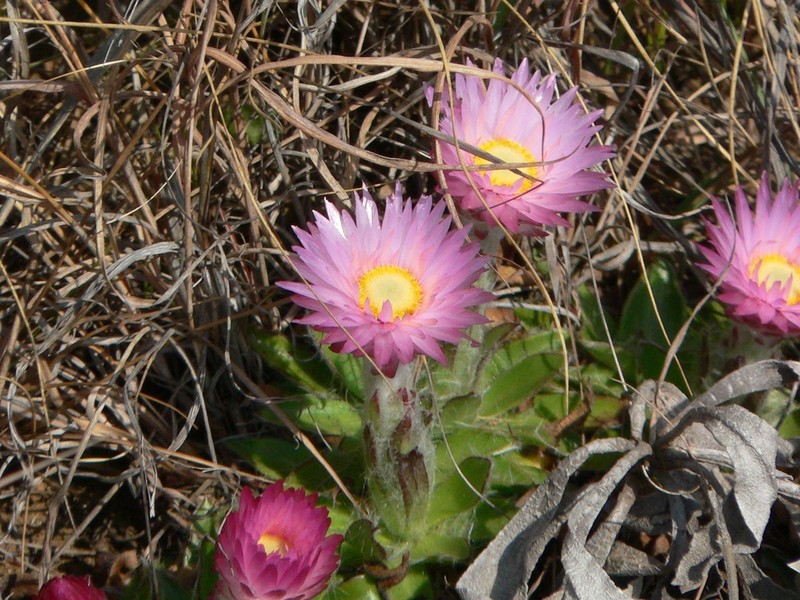 Helichrysum vernum photo 8
