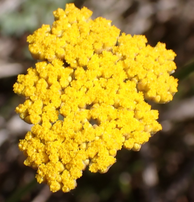 Helichrysum versicolor