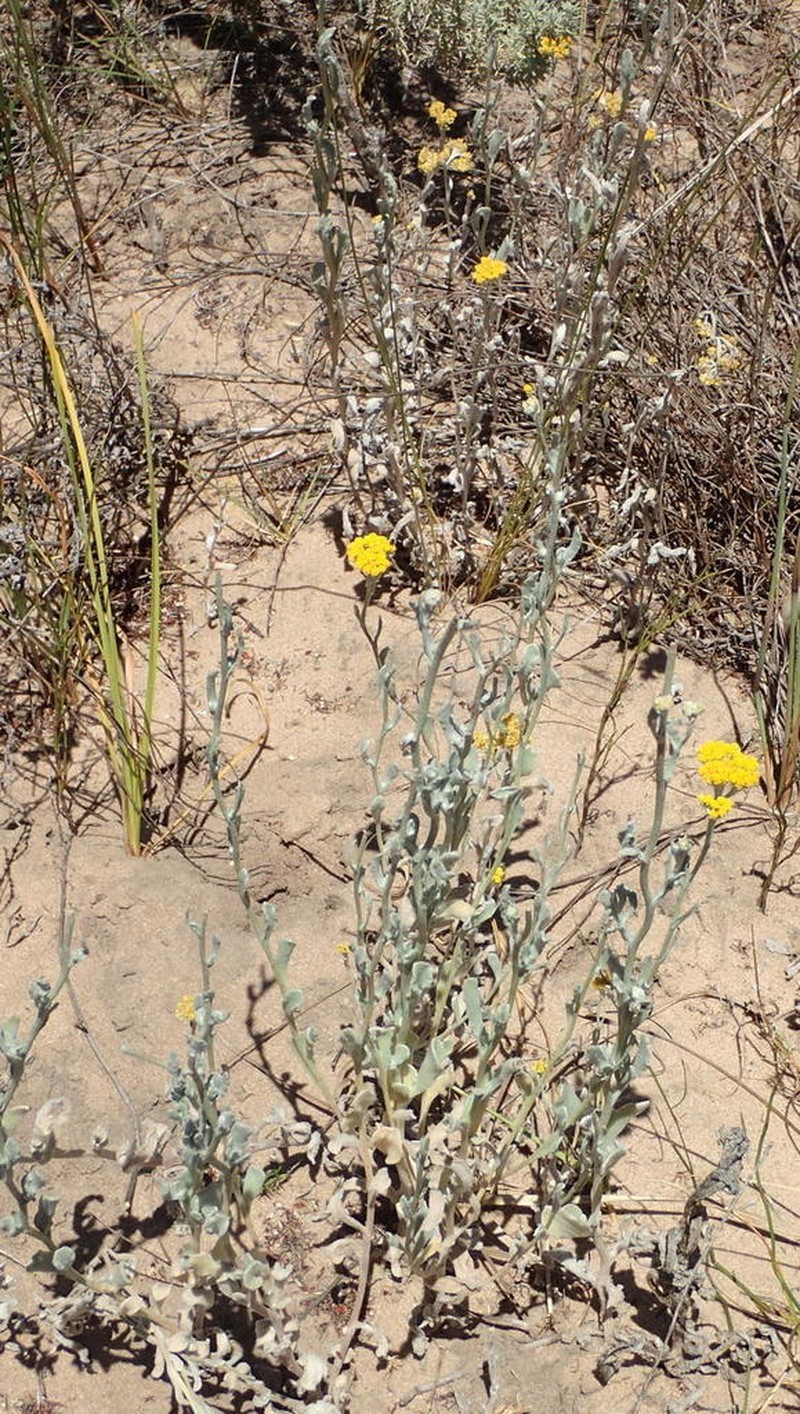 Helichrysum versicolor photo 2