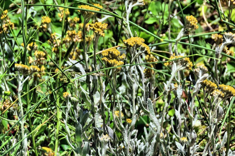 Helichrysum versicolor photo 3
