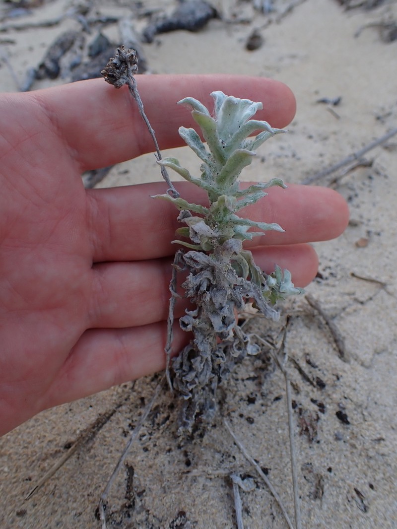 Helichrysum versicolor photo 4