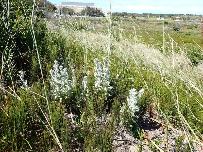 Helichrysum versicolor photo 5
