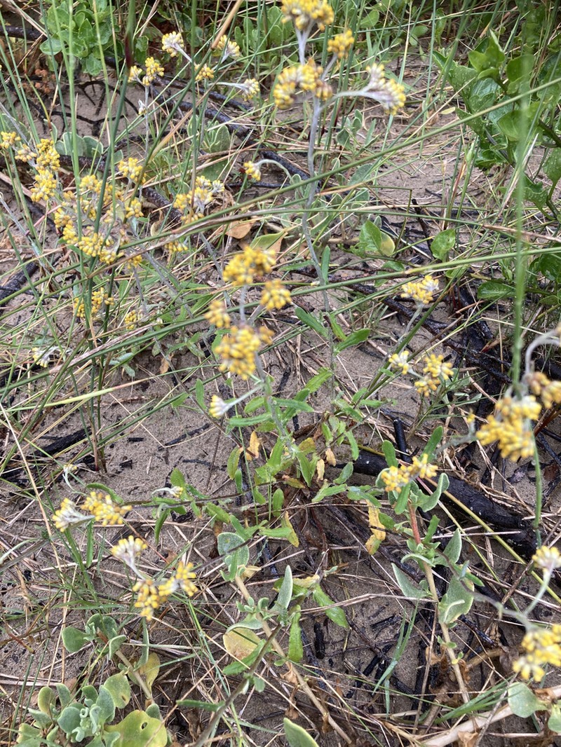 Helichrysum versicolor photo 6