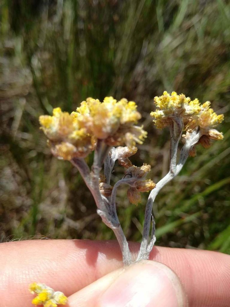 Helichrysum versicolor photo 7