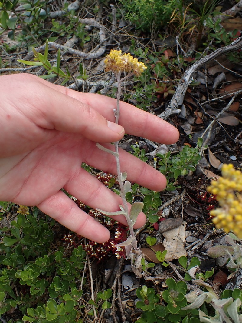 Helichrysum versicolor photo 8