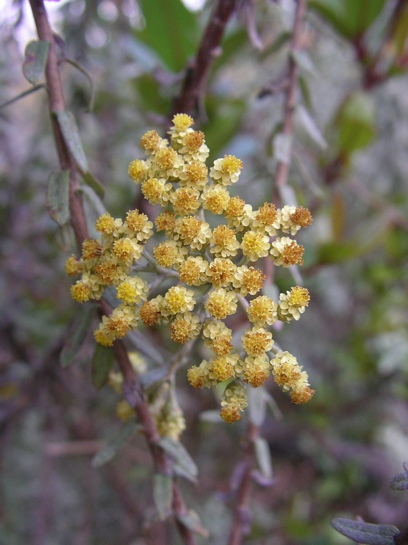 Helichrysum viguieri