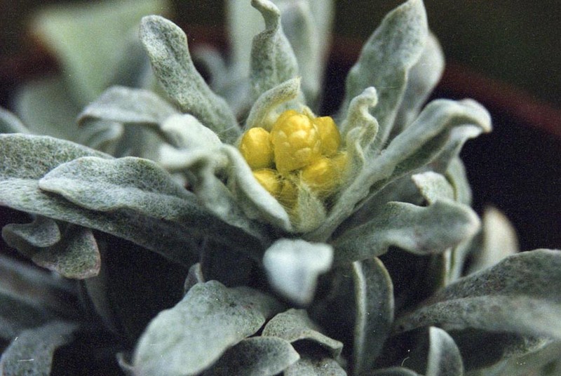 Helichrysum virgineum