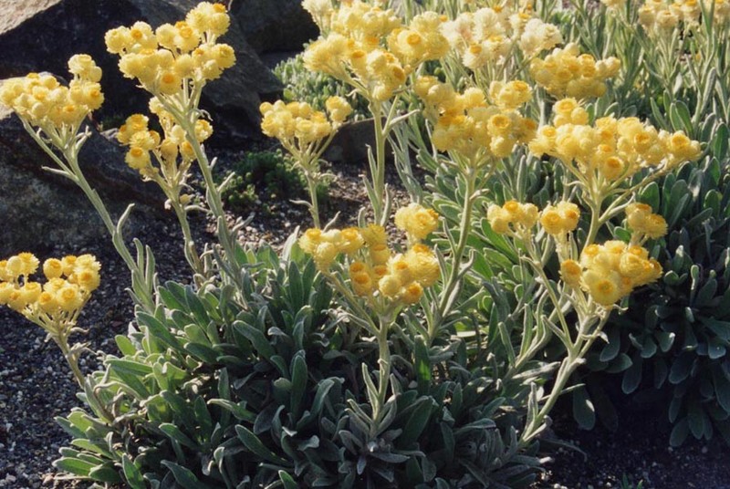 Helichrysum virgineum photo 2