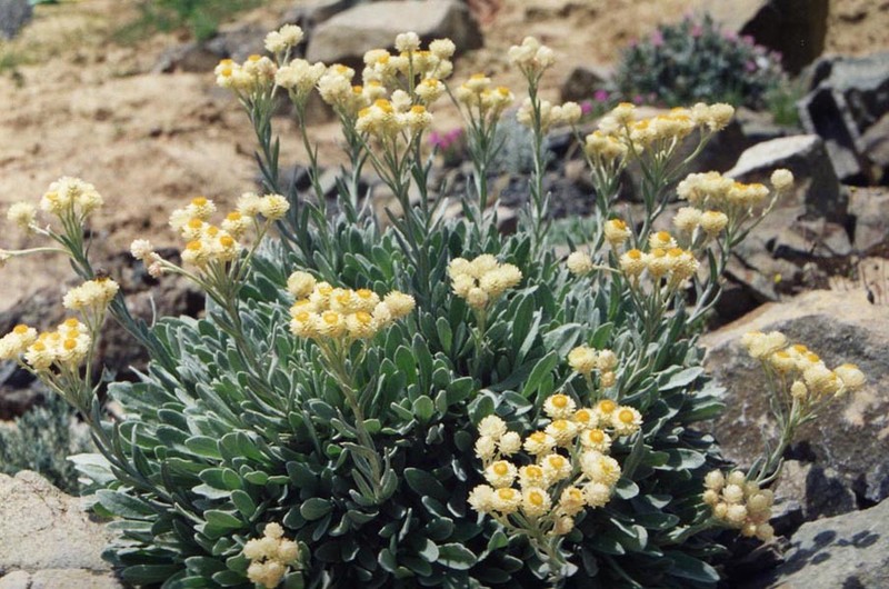 Helichrysum virgineum photo 3