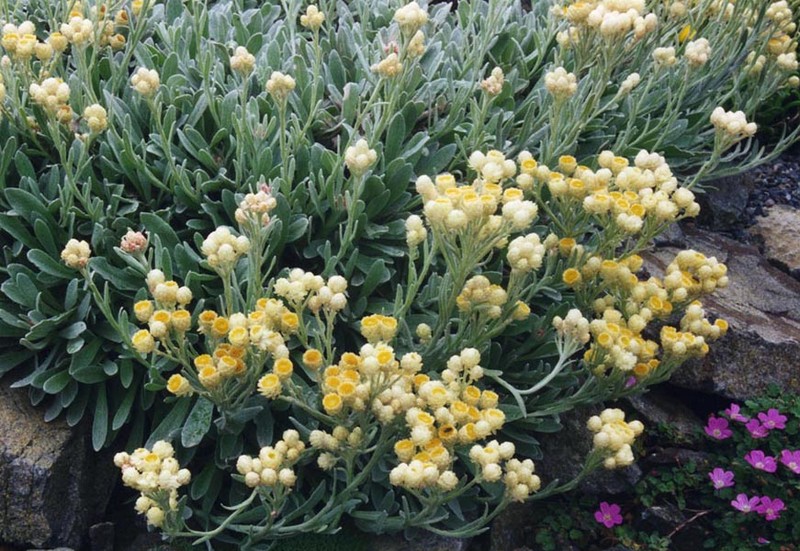 Helichrysum virgineum photo 4