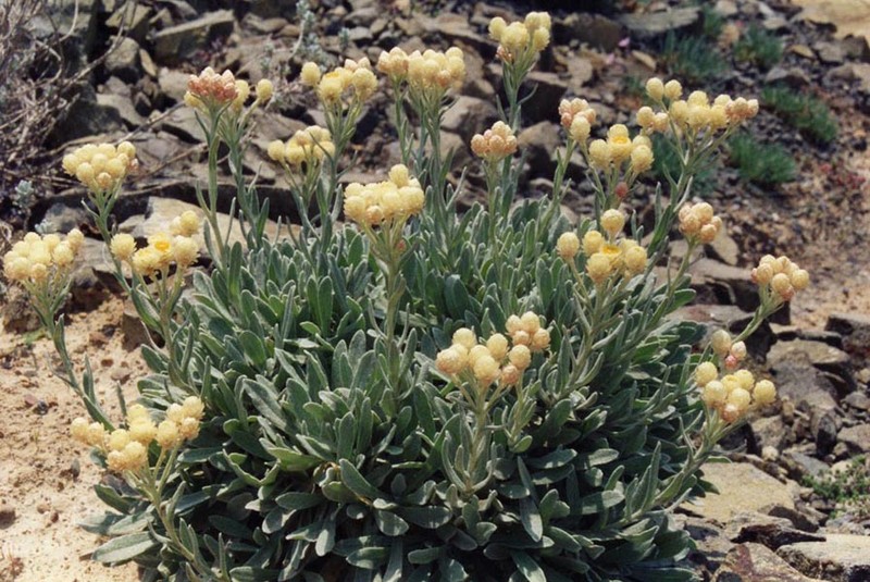 Helichrysum virgineum photo 5