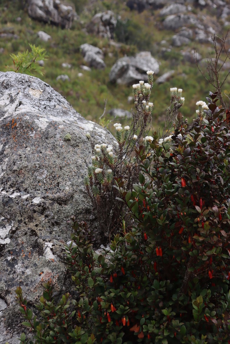 Helichrysum whyteanum