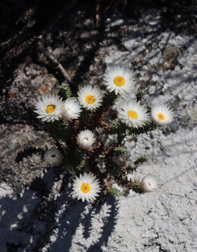 Helichrysum whyteanum photo 2