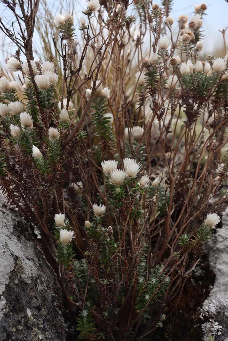 Helichrysum whyteanum photo 3