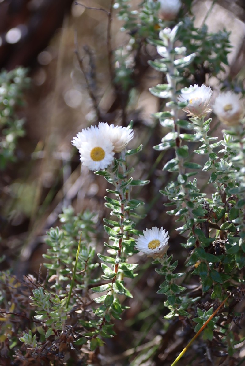 Helichrysum whyteanum photo 4